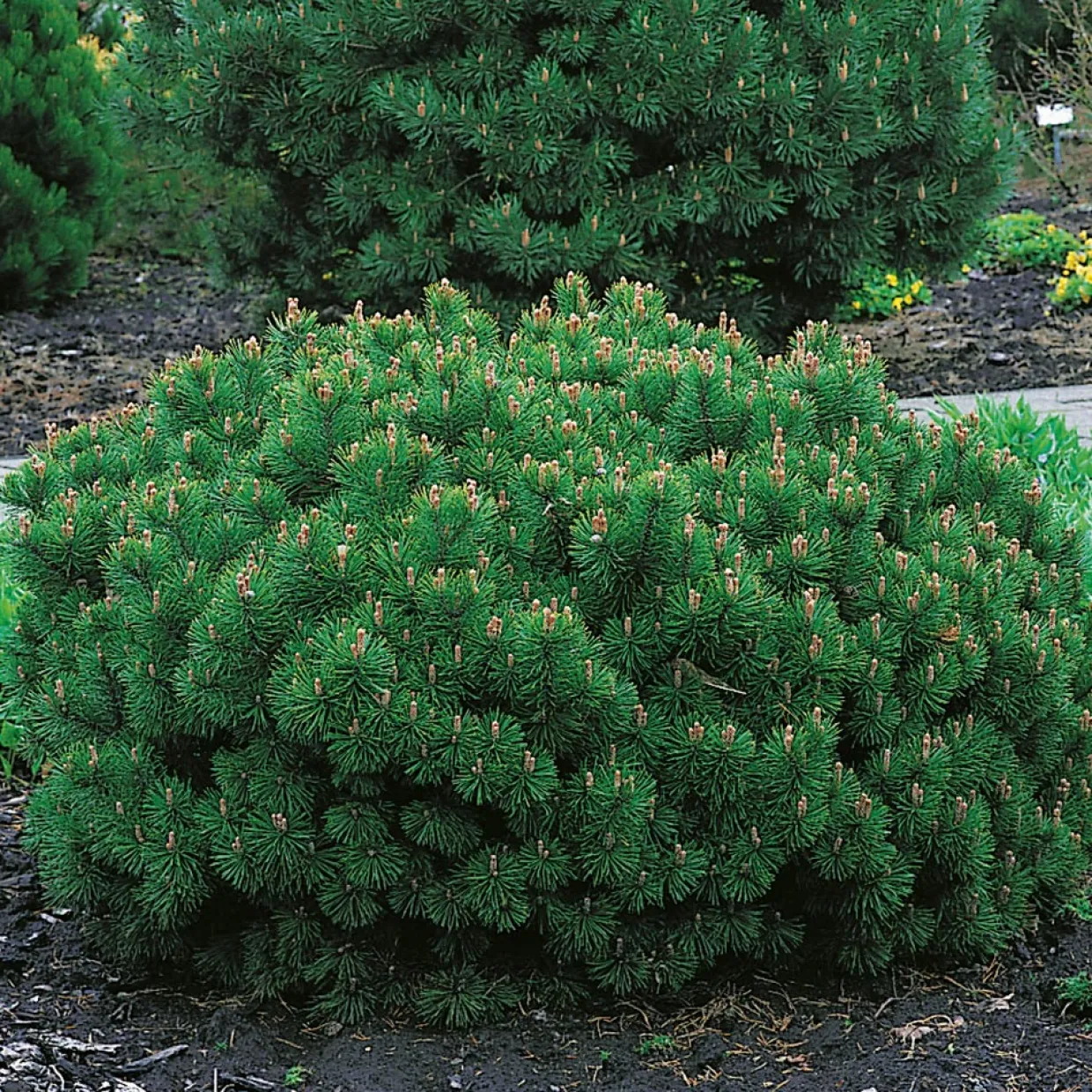 25-30 cm