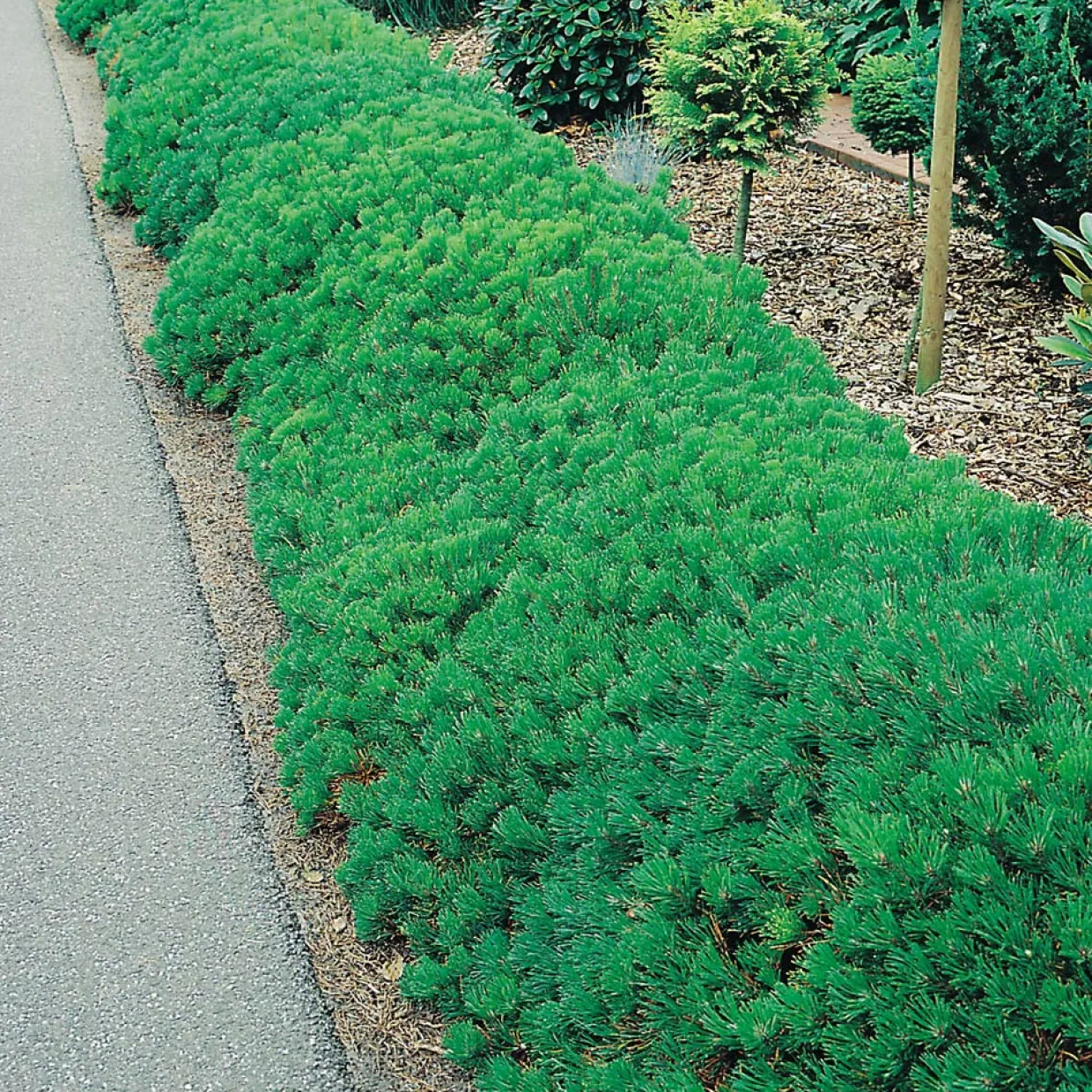 25-30 cm