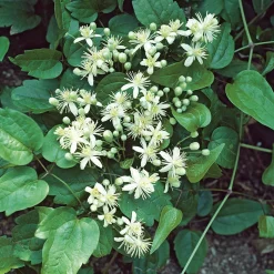 40-60 cm*Omnia Garden