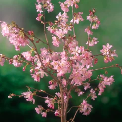 80-90 cm*Omnia Garden New