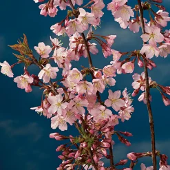 80-90 cm*Omnia Garden New