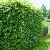 60-100 cm*Omnia Garden