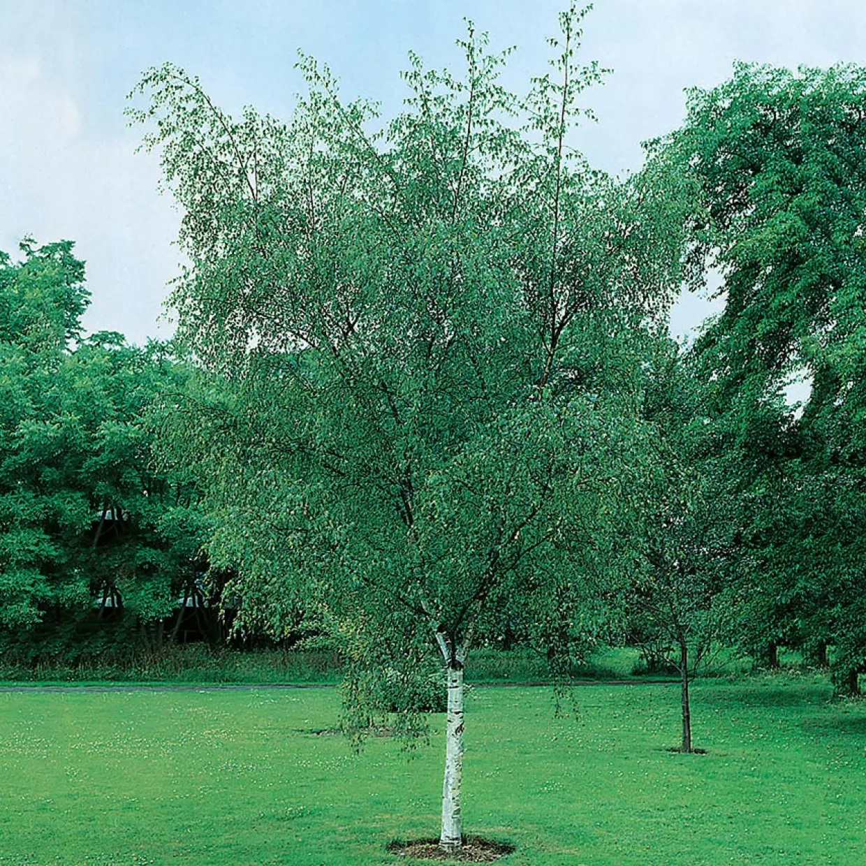 125-150 cm