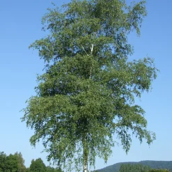 125-150 cm
