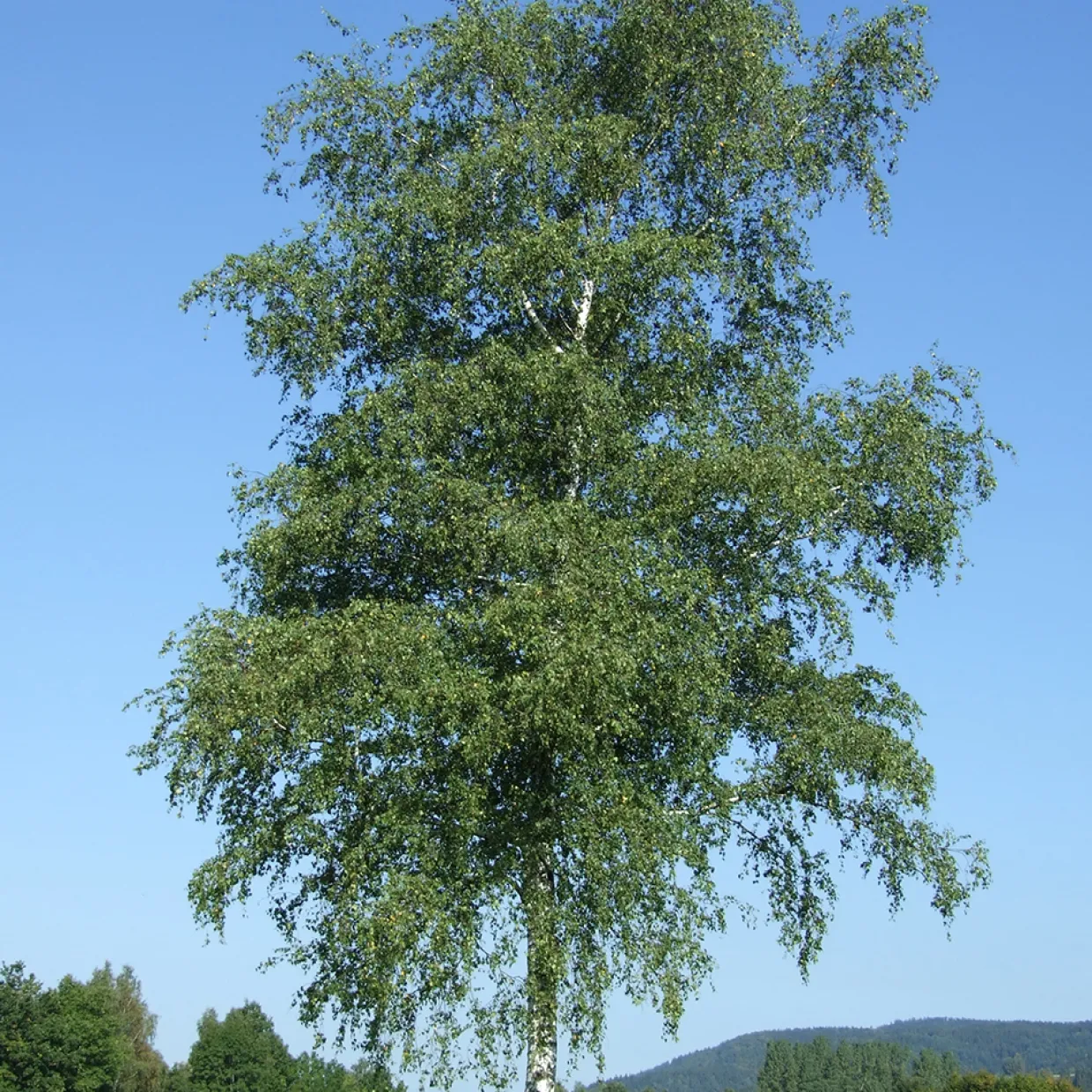 125-150 cm