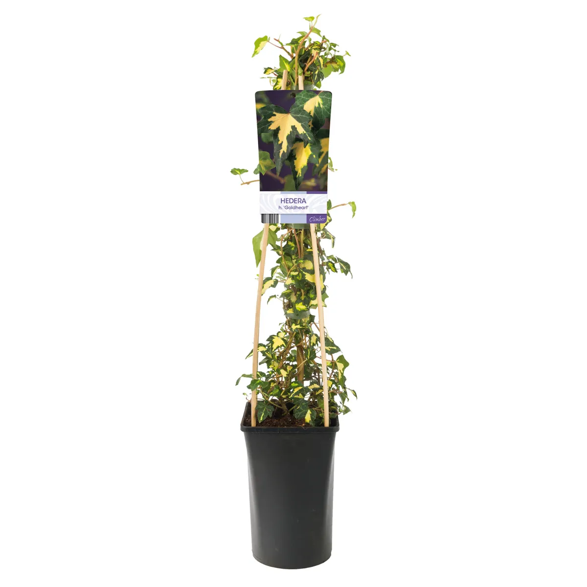 40-60 cm*Omnia Garden Hot