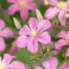 40-60 cm*Omnia Garden Outlet