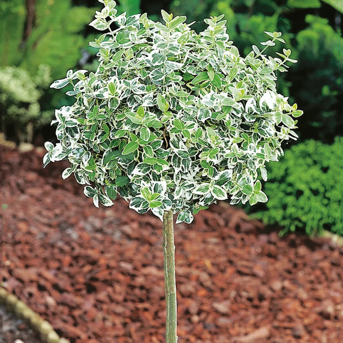 80-90 cm*Omnia Garden New
