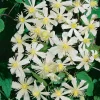 40-60 cm*Omnia Garden Best