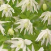 40-60 cm*Omnia Garden Best