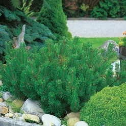 30-35 cm*Omnia Garden Sale