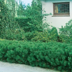 30-35 cm*Omnia Garden Sale