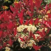 90-110 cm*Omnia Garden Sale