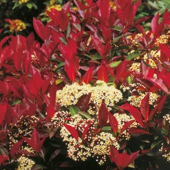 90-110 cm*Omnia Garden Sale