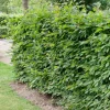 100-125 cm*Omnia Garden New