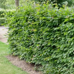 100-125 cm*Omnia Garden New