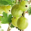 50-60 cm*Omnia Garden Online