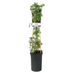 40-60 cm*Omnia Garden Clearance