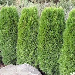 50-60 cm*Omnia Garden Hot
