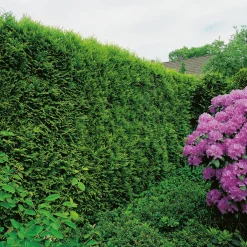 50-60 cm*Omnia Garden Hot