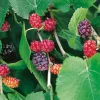 40-60 cm*Omnia Garden