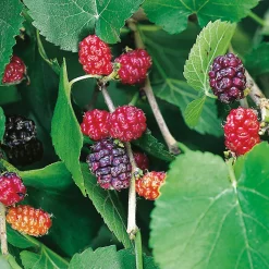 40-60 cm*Omnia Garden