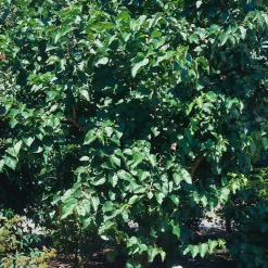 40-60 cm*Omnia Garden