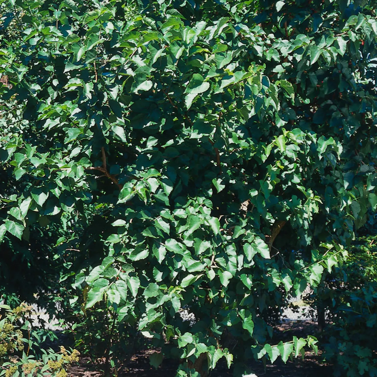 40-60 cm*Omnia Garden