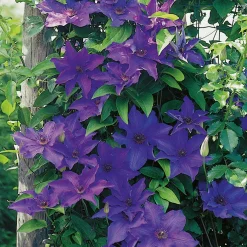 40-60 cm*Omnia Garden Outlet
