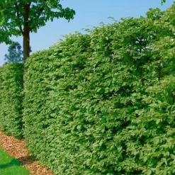 125-150 cm*Omnia Garden Discount