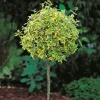 80-90 cm*Omnia Garden Discount