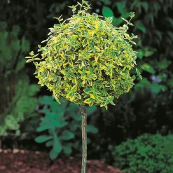 80-90 cm*Omnia Garden Discount