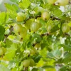 50-60 cm*Omnia Garden Sale