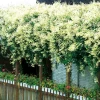40-60 cm*Omnia Garden Hot