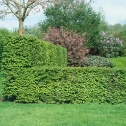 30-50 cm*Omnia Garden