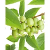 60-80 cm*Omnia Garden Outlet