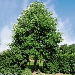 100-125 cm*Omnia Garden Discount