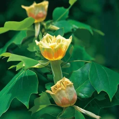 100-125 cm*Omnia Garden Discount
