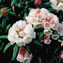 20-25 cm*Omnia Garden