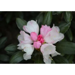 20-25 cm*Omnia Garden