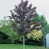 150-200 cm Acer Platanoides Royal Red*Omnia Garden Best