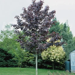 150-200 cm Acer Platanoides Royal Red*Omnia Garden Best
