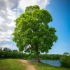 350-450 cm Frilandsodlat Högstamsträd med Grönt Lövverk*Omnia Garden New