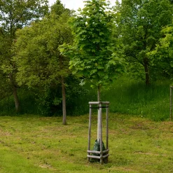 350-450 cm Frilandsodlat Högstamsträd med Grönt Lövverk*Omnia Garden New