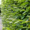 20-40 cm Krukodlade*Omnia Garden Clearance