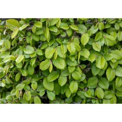 20-40 cm Krukodlade*Omnia Garden Clearance