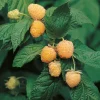 Allgold 40-60 cm*Omnia Garden Best