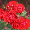Allotria*Omnia Garden Discount