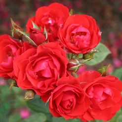 Allotria*Omnia Garden Discount