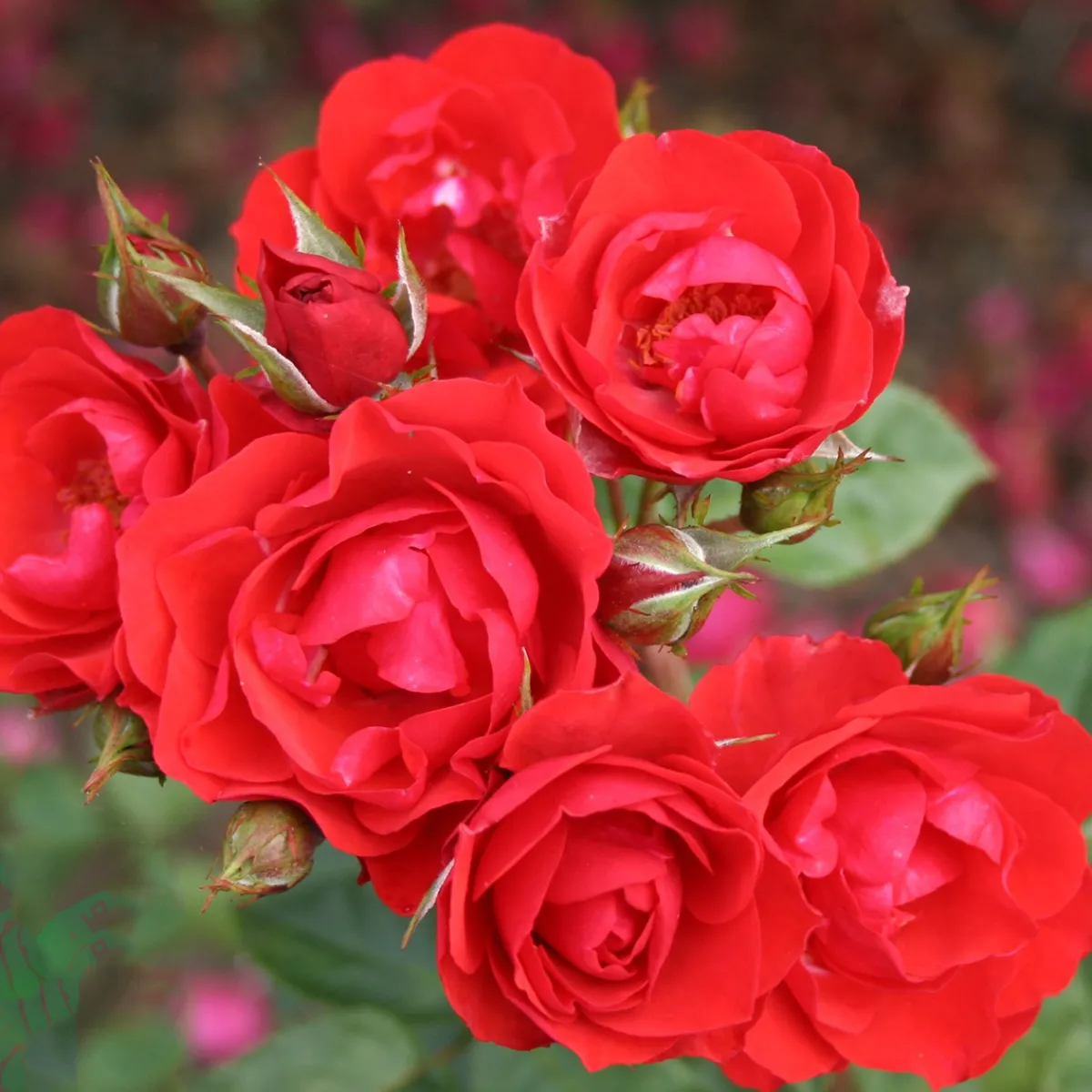 Allotria*Omnia Garden Discount